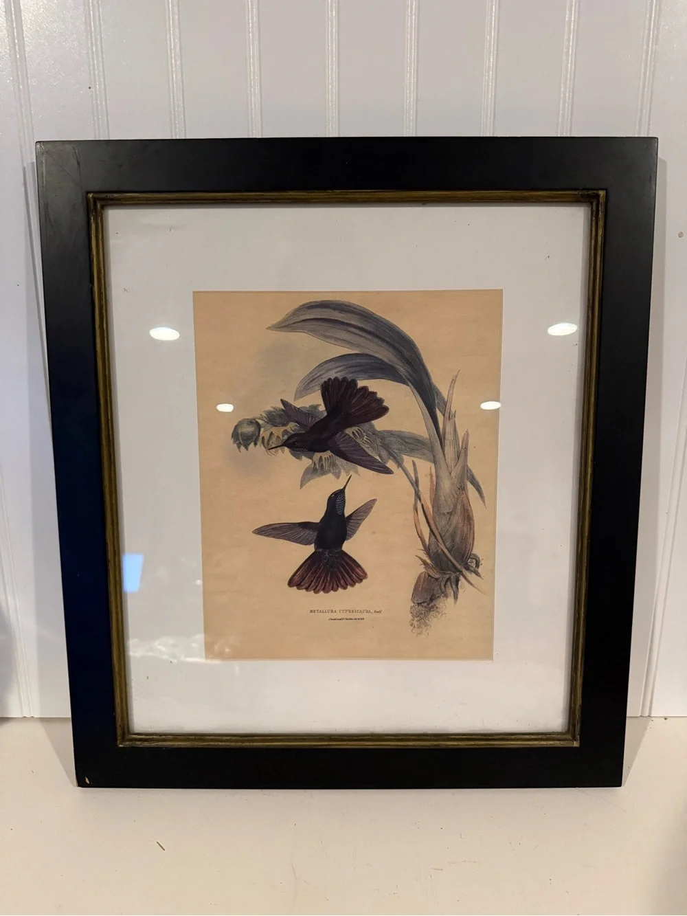 ANTIQUE GOULD HUMMINGBIRD LITHOGRAPH Hand Colored Metallura Cupreicauda